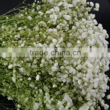 Fresh best selling exquisite fresh gypsophila collections