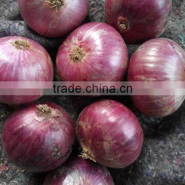 2016 new crops red onion