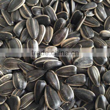 sunflower seeds market price black sunflower seeds export sunflower seeds