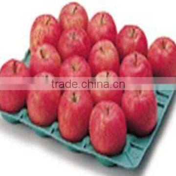 Paper Pulp Automatic Fruit Tray Production Line photo-6