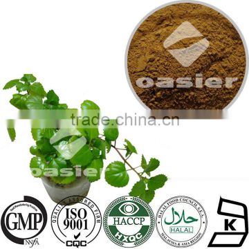 High Quality Plant Extract Ivy Leaf Extract Herbal Extract 5%-10% Hederacoside C tested by HPLC