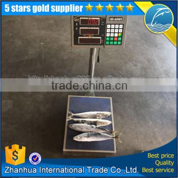 high quality mackerel fish, seafrozen mackerel, carton packing mackerel price