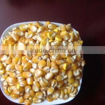 INDIA YELLOW MAIZE