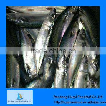 New caught seafood fish frozen