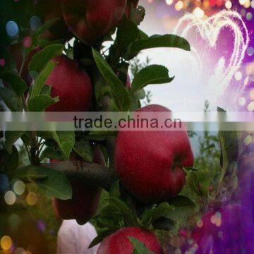 Red delicious huaniu apple fruit