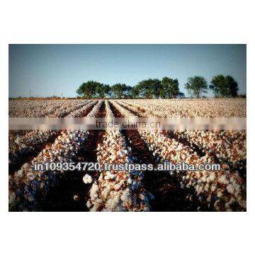 Organic Raw Cotton