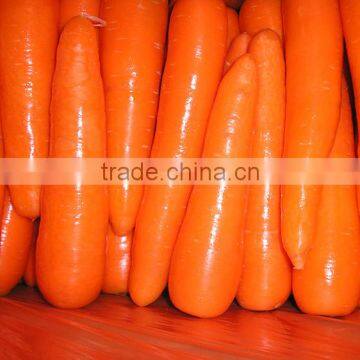 Red Carrot Export From China