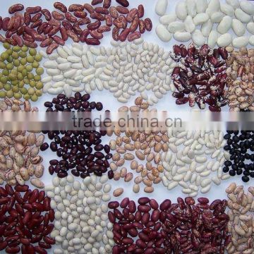 Large White Kidney Bean Wholesales Price