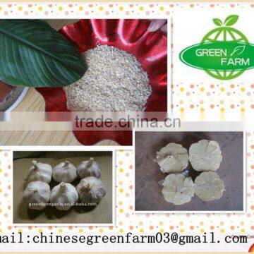 dried garlic granule for international market