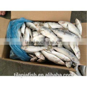 Land frozen sardine fish for can