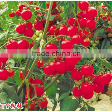 Hybrid high yield Cherry tomato seeds for growing-Pondee