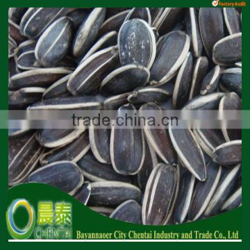 Good Quality Sunflower seed 909 for human consumption