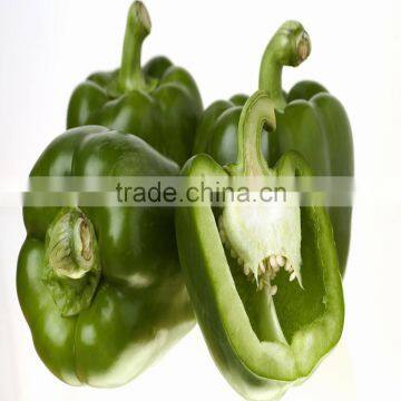 The early maturing disease resistance F1 hybrid green large pepper seeds