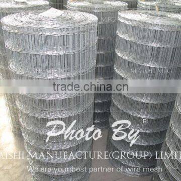 Factory Welded Wire Mesh photo-3