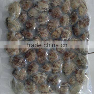 2016 New Season Frozen Vacuum Packed Short Necked Clam photo-4
