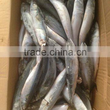 sea frozen pacific mackerel