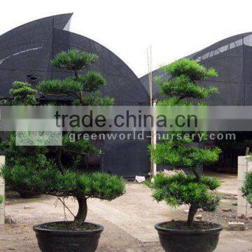 podocarpus macrophyllus for landscaping