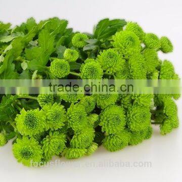 2017 Newest Chrysanthemum Fresh Cut Flowers Chamomile Green photo-5