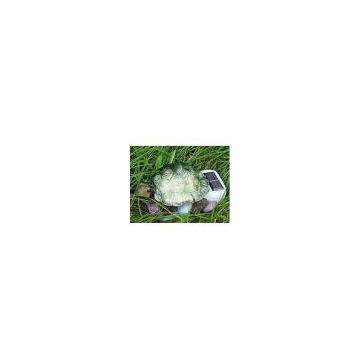 Solar Tortoise Lamp