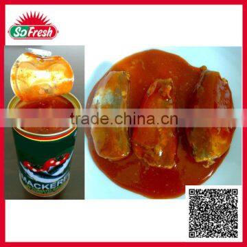 Best processing canned mackerel fillet in tomato sauce