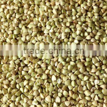 Buckwheat kernels origin Inner Mongolia