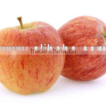 Apple GALA