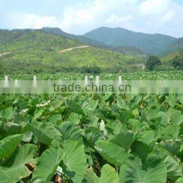 Chinese dried taro with taro root plant photos