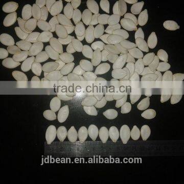 snow white pumpkin seeds 11mm, 12mm, 13mm 2014 new croop