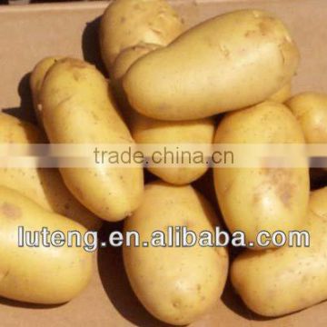 2013 fresh potato supplier with best price