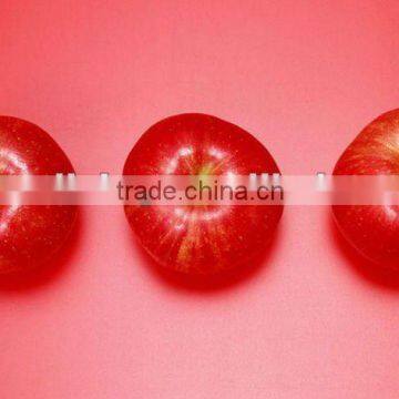 Fresh Gala Apples Shandong China