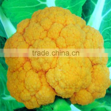 Hybrid F1 Golden Yellow Cheddar Cauliflower Seeds For Cultivation 1.2kg