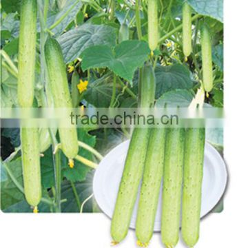 Hybrid high yield sweet fruit cucumber seeds for sale-Silver Dragon