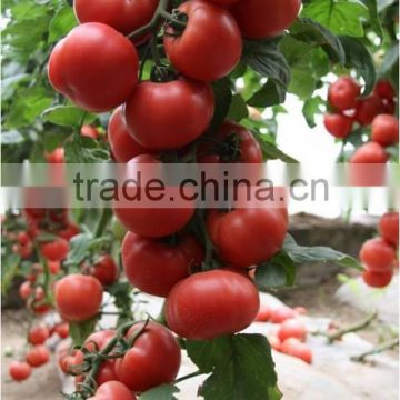 International Class Top Quality Super High Yield Hybrid F1 Big Pink Tomato Seeds For Growing-Dong Yue