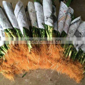 Lucky Bamboo