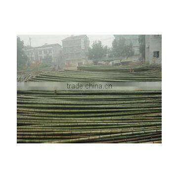 Cheap Raw Bamboo Poles photo-3