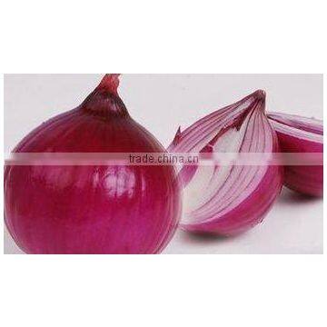 Chinese Fresh Red Onion with High Quality in Low Price