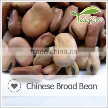 Specification of high quality tic bean