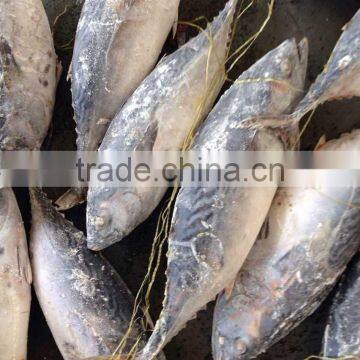 Bonito Tuna/frozen Tuna Fish photo-2