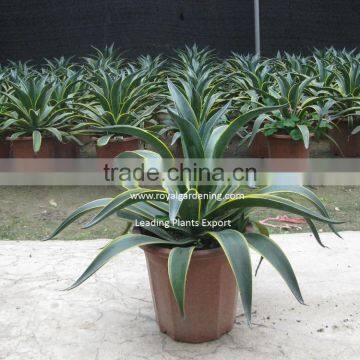 Agave Americana Ornamental Plants photo-2