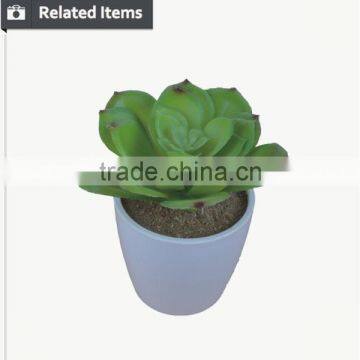 Kazuko Aoki Mini Succulent Plants Buy Direct From China Factory photo-2