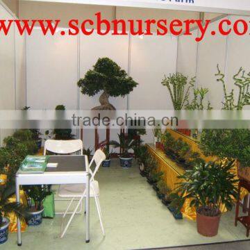 Peony Bonsai Nursery Plant Supplier photo-3