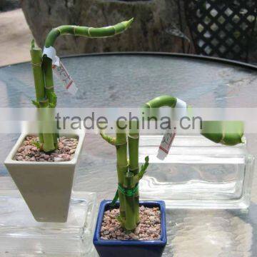 Lucky bamboo Dracaena Sanderiana