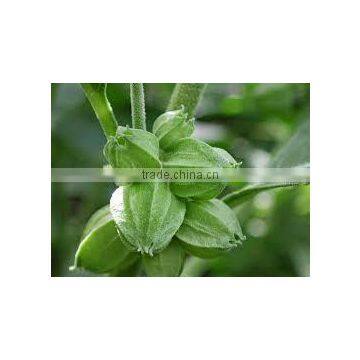 Ashwagandha Extract photo-2