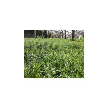 Raw Wild Black Goji Seeds for Planting Organic Goji Berry Seeds photo-2