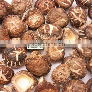 dried thin mushroom