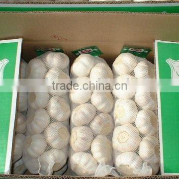 jinxang fresh pure white garlic