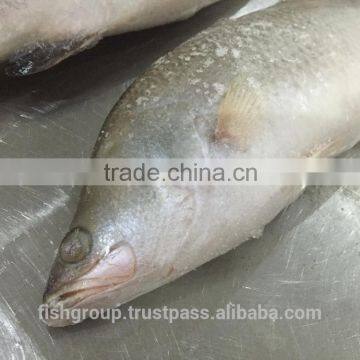 BARRAMUNDI WHOLE ROUND photo-4
