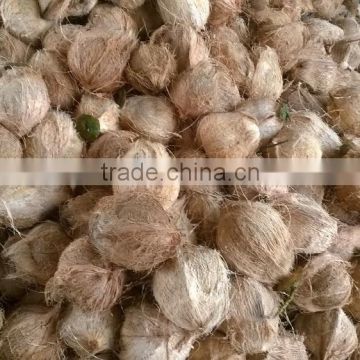 Dried Mature Coconut ( QQ: 2598494113 )