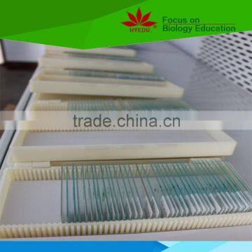 Direct Factory Individual Bacteria Microbiology Prepared Microscope Slides photo-6