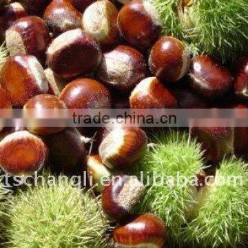 Health Food Organic Fresh Chestnut for Hot Dale--the Best Chinese Chestnuts Species photo-5